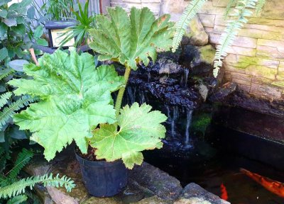 Gunnera manicata barota rukávovitá. 